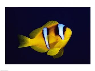 Close-up of a Clown Fish swimming | Obraz na stenu