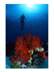 Soft Coral Red Sea | Obraz na stenu