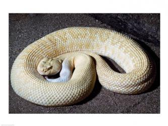 Albino Rattlesnake | Obraz na stenu