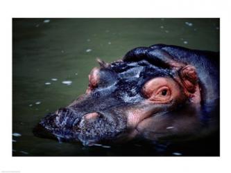 Close-up of a hippopotamus in water (Hippopotamus amphibius) | Obraz na stenu