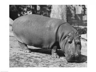 Hippopotamus | Obraz na stenu
