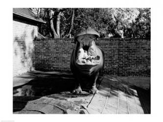USA, Louisiana, New Orleans, Hippopotamus in zoo yawning | Obraz na stenu