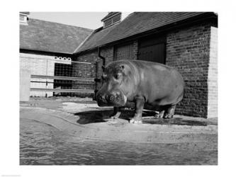 USA, Louisiana, New Orleans, Hippopotamus in zoo | Obraz na stenu