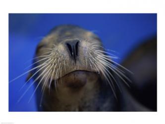 Close-up of a California Sea Lion swimming in water | Obraz na stenu