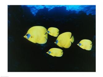 Close-up of five Lemon Butterflyfish swimming underwater | Obraz na stenu