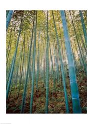 A Bamboo Forest, Sagano, Japan | Obraz na stenu