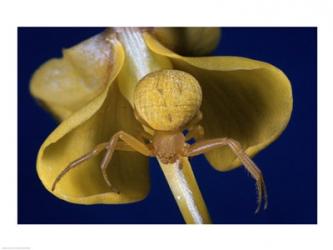 Crab Spider | Obraz na stenu