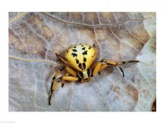 Crab Spider | Obraz na stenu