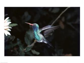Broad Billed Hummingbird | Obraz na stenu