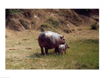 Africa, Hippopotamus (Hippopotamus amphibius) mother with young near Nile River | Obraz na stenu