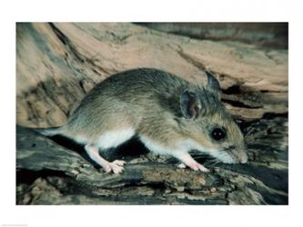 White-footed Mouse | Obraz na stenu