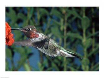 Anna's hummingbird pollinating a flower | Obraz na stenu
