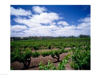 Panoramic view of vineyards, Barossa Valley, South Australia, Australia | Obraz na stenu