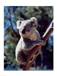 Koala on a tree branch, Australia (Phascolarctos cinereus) | Obraz na stenu