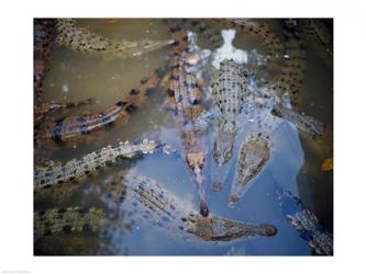 High angle view of crocodiles in a pool of water | Obraz na stenu