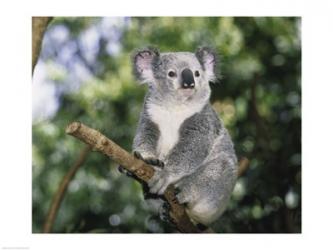 Koala on a tree branch, Lone Pine Sanctuary, Brisbane, Australia (Phascolarctos cinereus) | Obraz na stenu