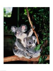 Koala and its young sitting in a tree, Lone Pine Sanctuary, Brisbane, Australia (Phascolarctos cinereus) | Obraz na stenu