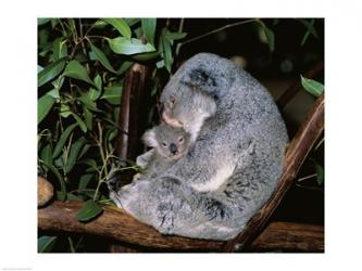 Koala hugging its young, Lone Pine Sanctuary, Brisbane, Australia (Phascolarctos cinereus) | Obraz na stenu