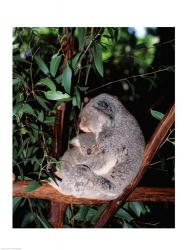 Koala hugging its young, Lone Pine Sanctuary, Brisbane, Australia (Phascolarctos cinereus) | Obraz na stenu