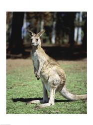 Kangaroo in a field, Lone Pine Sanctuary, Brisbane, Australia | Obraz na stenu