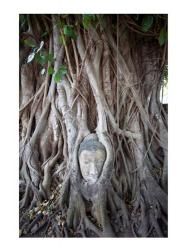 Buddha Head in the Roots of a Tree | Obraz na stenu