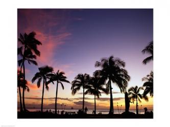 Silhouette of palm trees on the beach, Waikiki Beach, Honolulu, Oahu, Hawaii, USA | Obraz na stenu