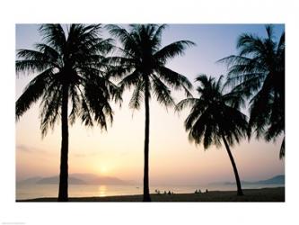 Silhouette of palm trees on a beach during sunrise, Nha Trang Beach, Nha Trang, Vietnam | Obraz na stenu
