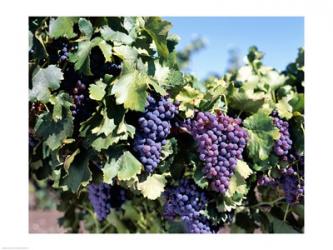 Close-up of cabernet grapes, Nuriootpa, Barossa Valley, Adelaide, South Australia, Australia | Obraz na stenu