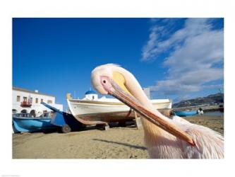 Pelican and Fishing Boats on Beach, Mykonos, Cyclades Islands, Greece | Obraz na stenu