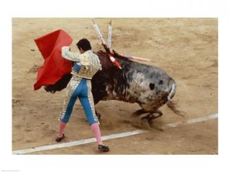 Matador fighting a bull, Plaza de Toros, Ronda, Spain | Obraz na stenu