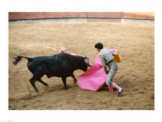 Matador fighting a bull, Plaza de Toros, Ronda, Spain | Obraz na stenu