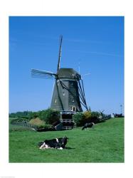 Windmill and Cows, Wilsveen, Netherlands | Obraz na stenu
