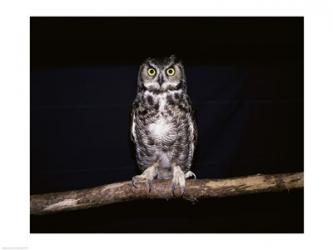 Barred Owl | Obraz na stenu