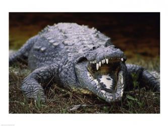 Close-up of an American Crocodile | Obraz na stenu