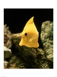 Yellow Tang | Obraz na stenu