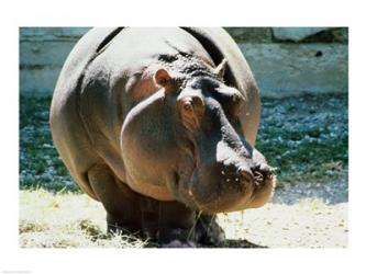 Close-up of a Hippopotamus | Obraz na stenu
