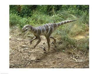 High angle view of a dromaeosaurus walking in a forest | Obraz na stenu