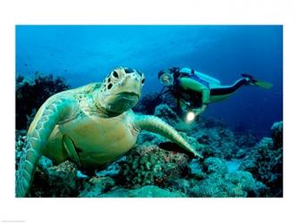 Green Sea turtle | Obraz na stenu