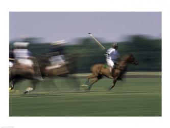 Polo match in progress | Obraz na stenu