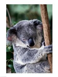 Koala Bear Australia | Obraz na stenu