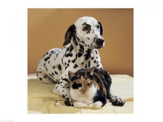 Dalmatian and Cat | Obraz na stenu