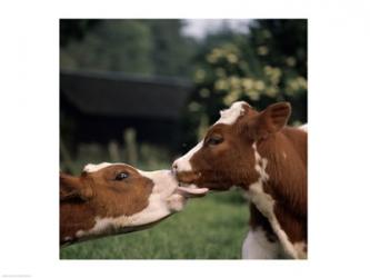 Cow Kiss | Obraz na stenu