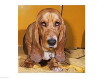 Close-up of a Basset Hound | Obraz na stenu