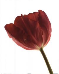 Red Tulip | Obraz na stenu