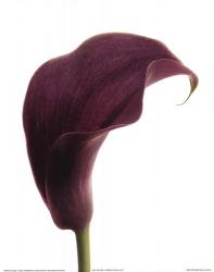 Purple Calla Lily | Obraz na stenu