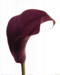 Purple Calla Lily | Obraz na stenu