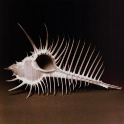 Spiny Shell II | Obraz na stenu