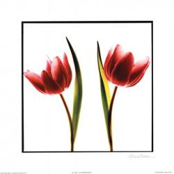 Tulip Impressions II | Obraz na stenu