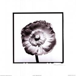 Translucent Poppy I | Obraz na stenu