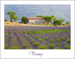 Lavande de Provence